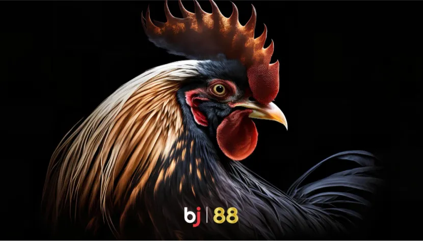 bj88_cockfight_black bj88_cockfight_black